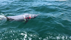 Dolphins hunt for mines during RIMPAC