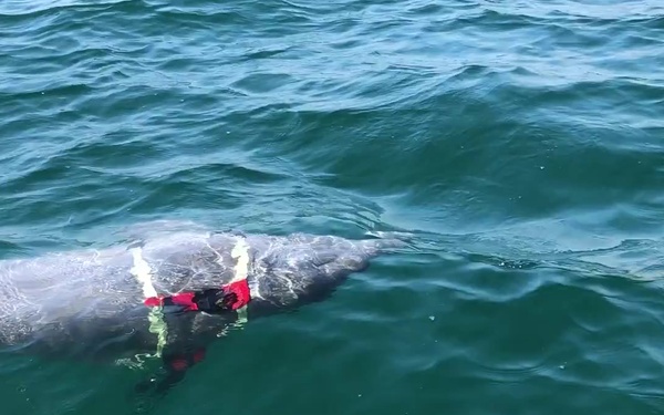 Dolphins hunt for mines during RIMPAC