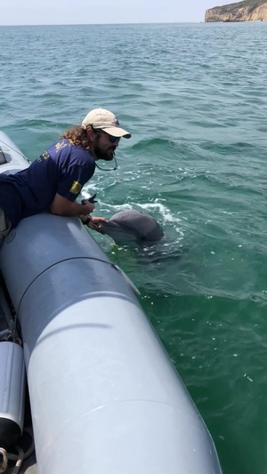 Dolphins hunt for mines during RIMPAC