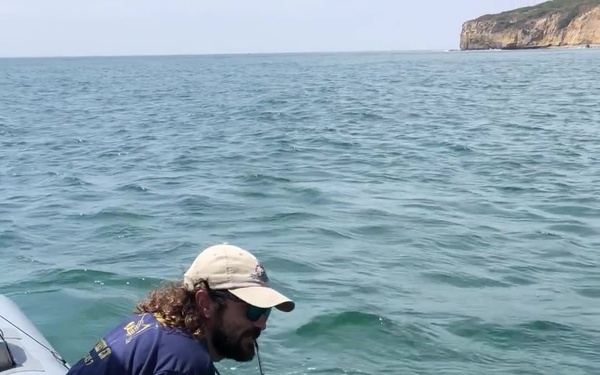 Dolphins hunt for mines during RIMPAC