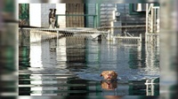 Hurricane Preparedness for your Pets