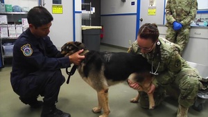 Military Working Dogs get Checkups