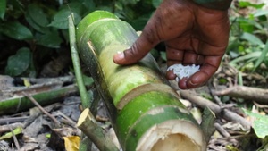 Jungle Warfare 2018 Survival Training