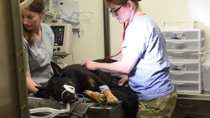 K-9 Dental Procedure