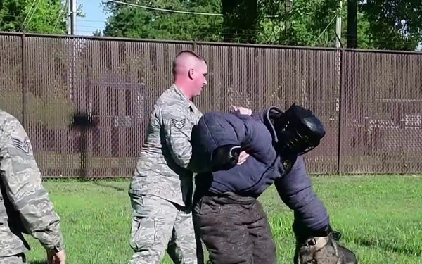 Military Working Dog demo