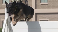 Camp Arfijan Military Working Dog Demonstration