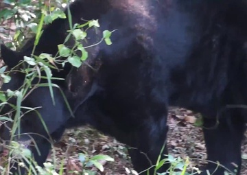 Bear-proofing at Hurlburt Field