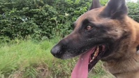 Mali, The Hero Dog