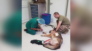 MWD Alex