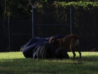 Military Working Dogs Teaser Video