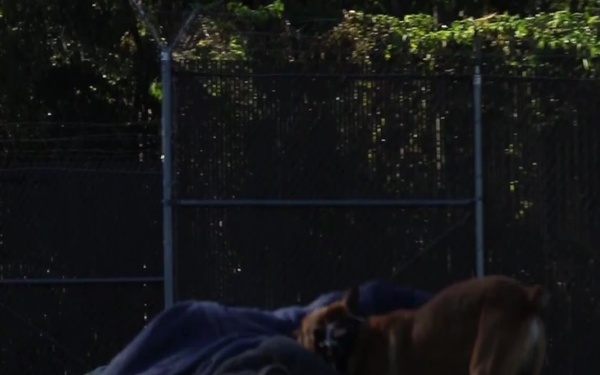 Military Working Dogs Teaser Video