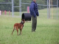 Behind the Bite: Military Working Dogs
