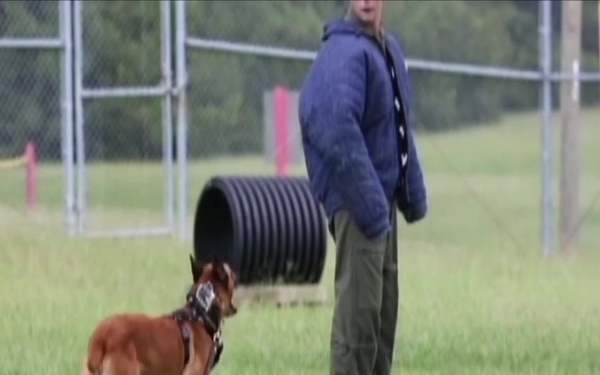 Behind the Bite: Military Working Dogs