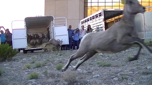 Bighorn Sheep Captured on WSMR for Relocation B-roll