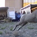 Bighorn Sheep Captured on WSMR for Relocation B-roll
