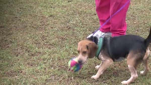 American Society for the Prevention of Cruelty to Animals Help After Hurricane Michael