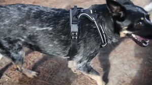 Make It Better Dog Club