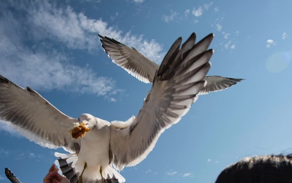 Wild Weasels Engage in Yamada Sub Base Bilateral Exchange