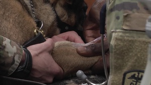 AFN Daegu - Pacific Update - Camp Walker Vet Clinic (WEB)