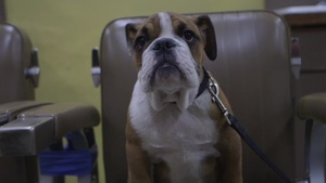 MCRD Welcomes Its Newest Recruit