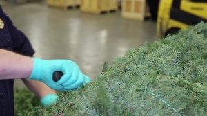 CBP Agriculture Specialist Curtis Wilson checks Christmas trees for unwanted pests.