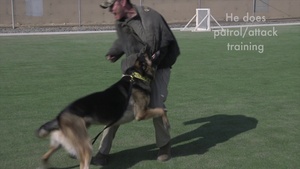A Day in the Life of a Military Working Dog