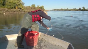 Pallid Sturgeon Broodstock - Part 1
