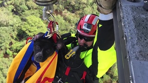 CT National Guard Rescues Dog Stranded On A Roof Top During Hurricane Florence