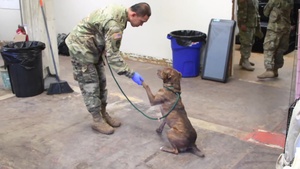 National Guard Soldiers Help Rescued Animals