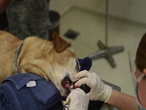 Public Health Activity-Italy, Incirlik Branch Vet Clinic