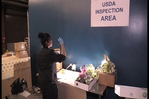 CBP Inspects Cut flowers at Dulles International Airport