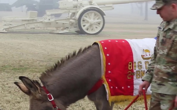 Army Artillery Mascots Promoted