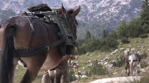 Pack Animals - the German Mountain Infantry Brigade