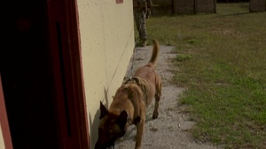 Marine K-9s sniff out hostiles