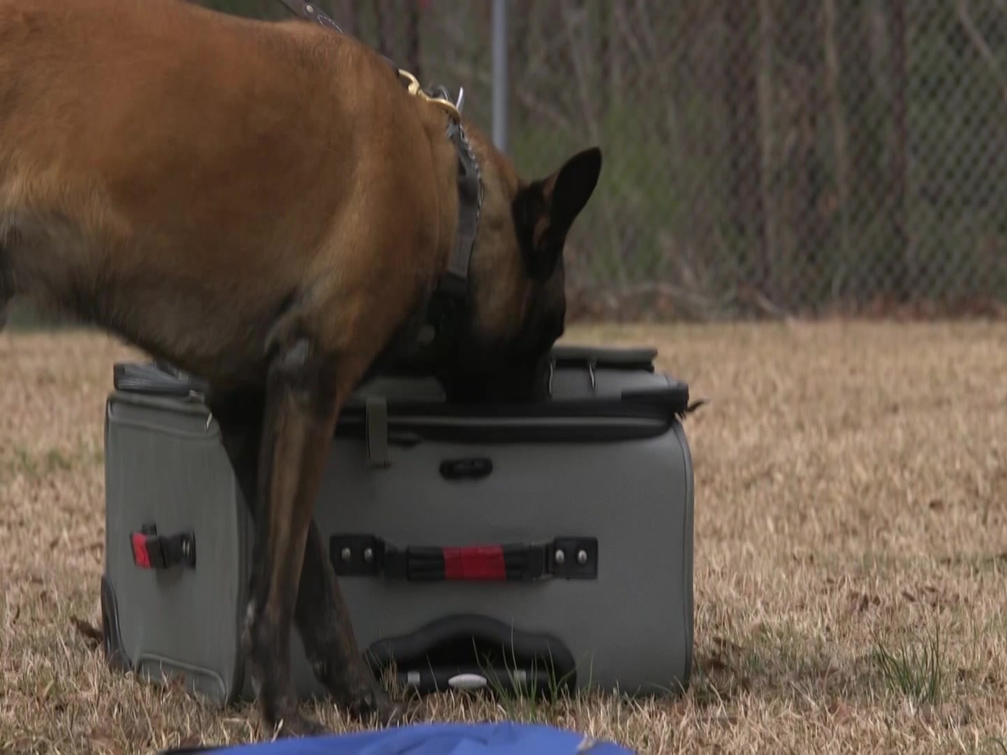 Today on “Dog Science,” you will learn about what makes the common military working dog, the Belgian Malinois, such an essential asset to the Marine Corps.<br /><br />Stay tuned tomorrow for another Marine Corps Air Station Cherry Point episode on our 5-part series for Military Working Dog Appreciation Week. (U.S. Marine Corps video by Sgt. Cody Lemons)