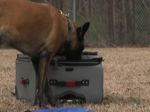 Military Working Dog Appreciation Week Dog Science
