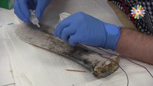 From Living Fossil to Force Protection