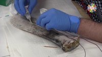 Living Fossil to Force Protection Using Bioinspiration to Protect Soldiers