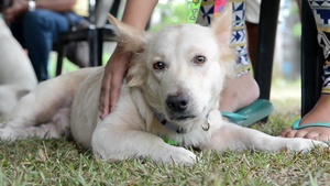 PP19: Veterinarian Services Provided at Cooperative Health Engagement