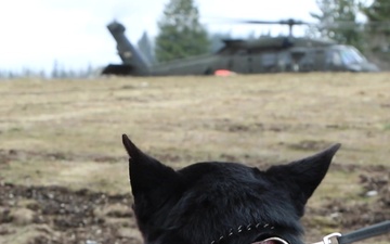 Military Working Dogs Aviation Training