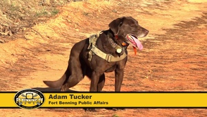 Military Working Dogs were trained in basic obedience and detection drills