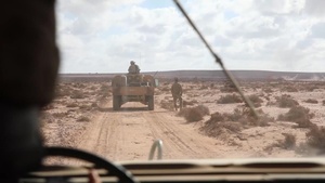 African Lion heats up B-roll