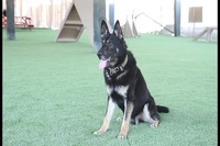 ASG-Qatar Military Working Dog Teams Enjoy New Obedience Course Turf
