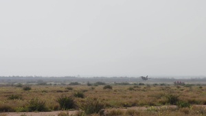 African Lion 2019
