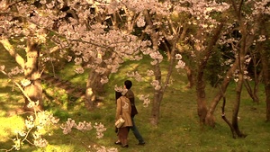 Let's Go! Cherry Blossom Viewing
