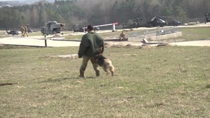 100th MP Military Working Dogs