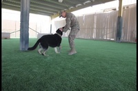 ASG-Qatar Military Working Dog Teams Enjoy New Turf Field