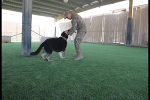 ASG-Qatar Military Working Dog Teams Enjoy New Turf Field