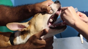 U.S. Army veterinarians help out on the island nation of Palau