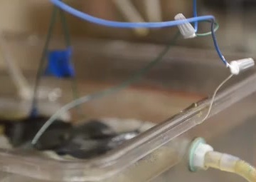 From Snow to Sunshine